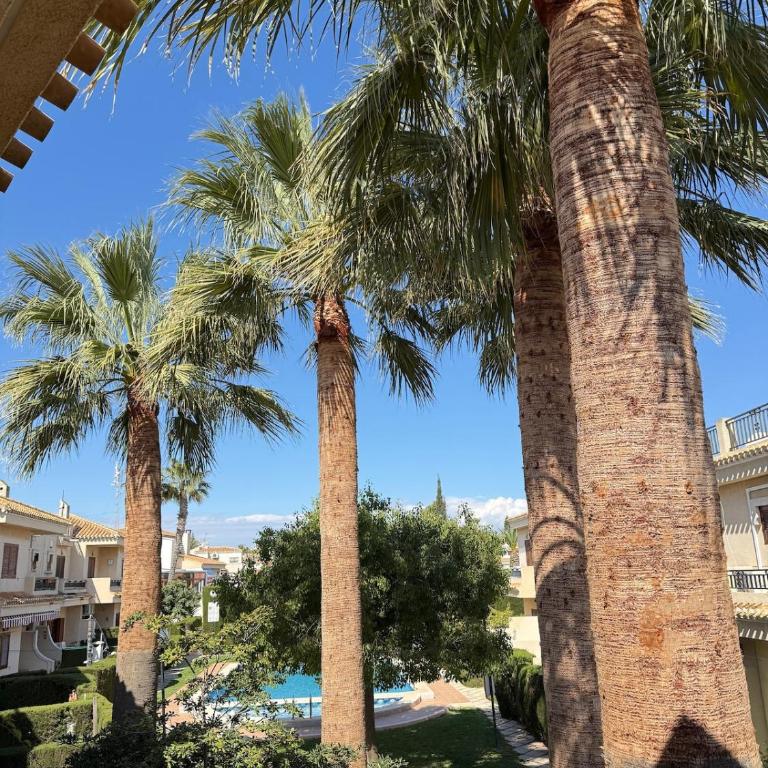 among palm trees in Playa Flamenca - Apartamento de 2 dormitorios - 2