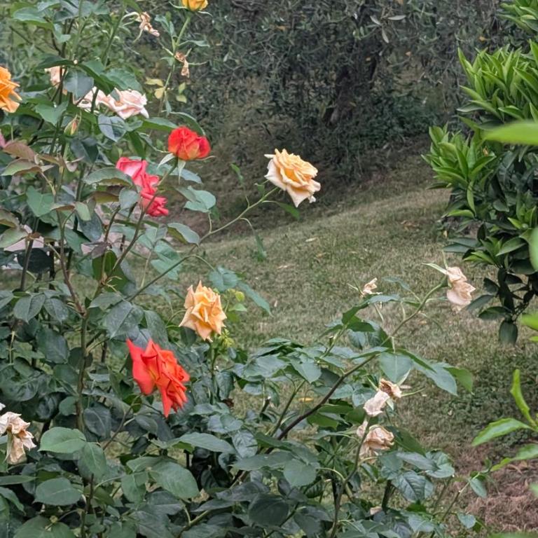 Apartment with great views on Lake Garda - Appartement 2 Chambres - Vue sur Lac - 39