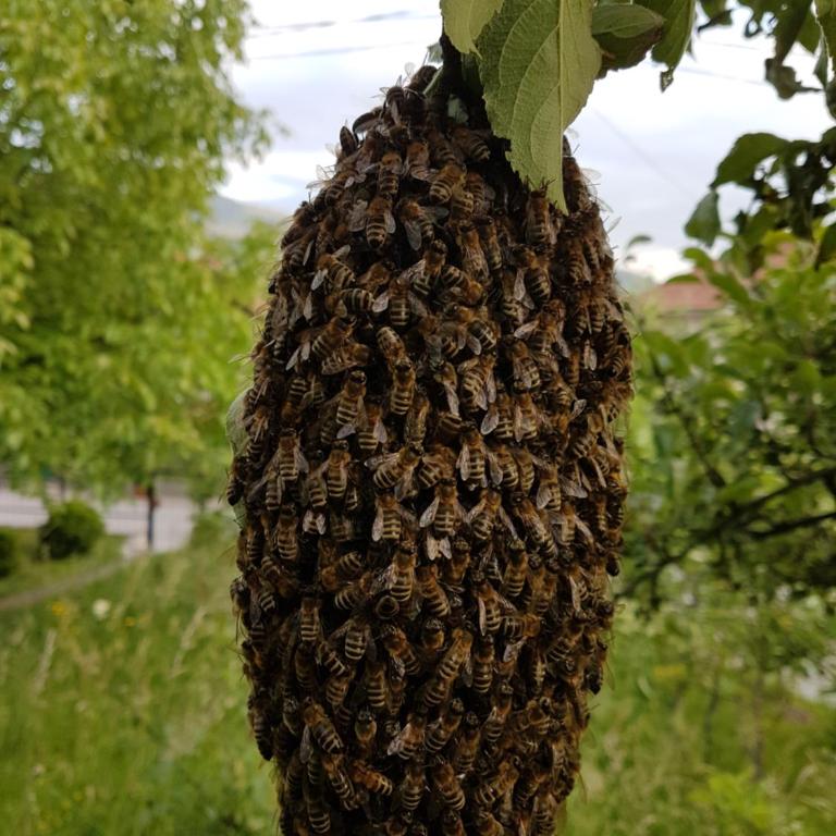 Villa America's apartment - Apartman sa 1 Spavaćom Sobom - 12