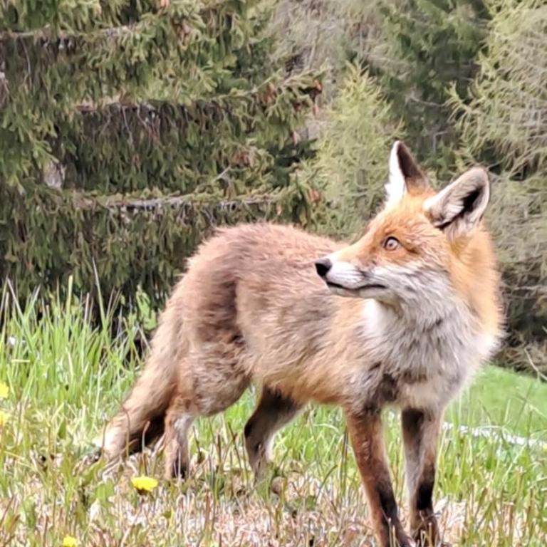 La Tana della Volpe, Falcade - BL - Appartamento con 1 Camera da Letto - 19