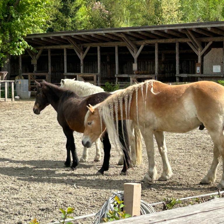 Zillertalerhütte - Haus mit 1 Schlafzimmer - 31