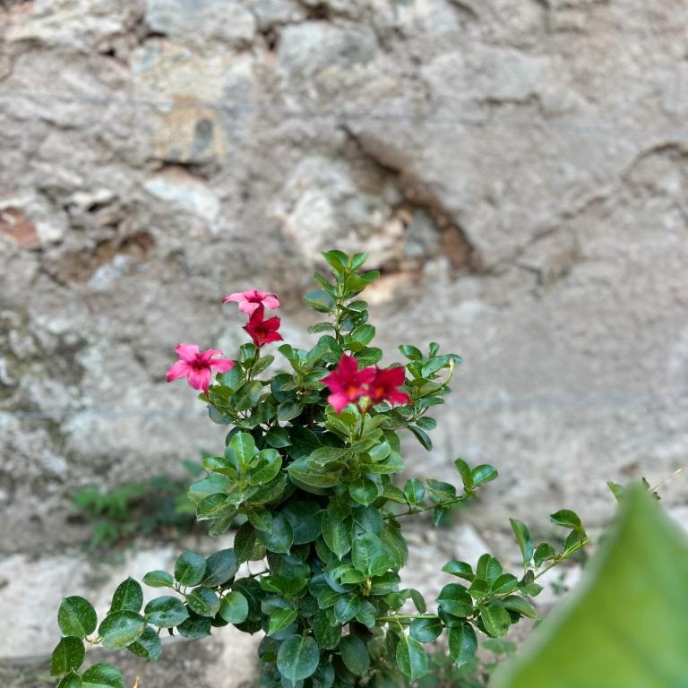 Apartman Stone Garden - One-Bedroom Apartment - 12