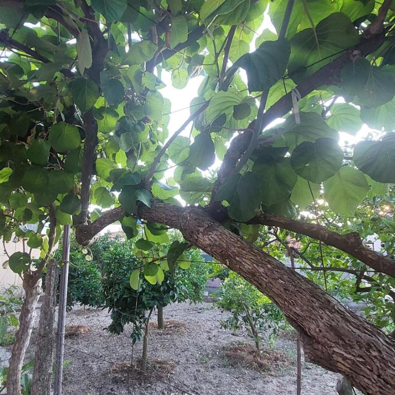 Apartmani Ksenija - Apartman Tipa "Suite" sa 1 Spavaćom Sobom - 19
