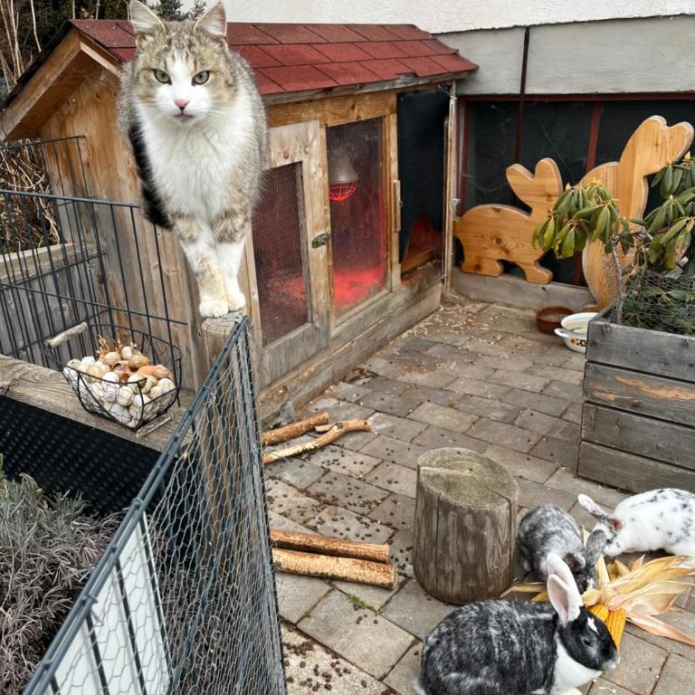 Ferienwohnungen Berger im zweiten Stock - Apartment mit 2 Schlafzimmern - 35