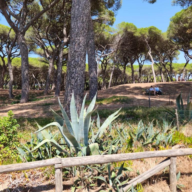 Appartamento Morelli Beach - La Baracchina sul Mare - Casa con 1 Camera da Letto - 15