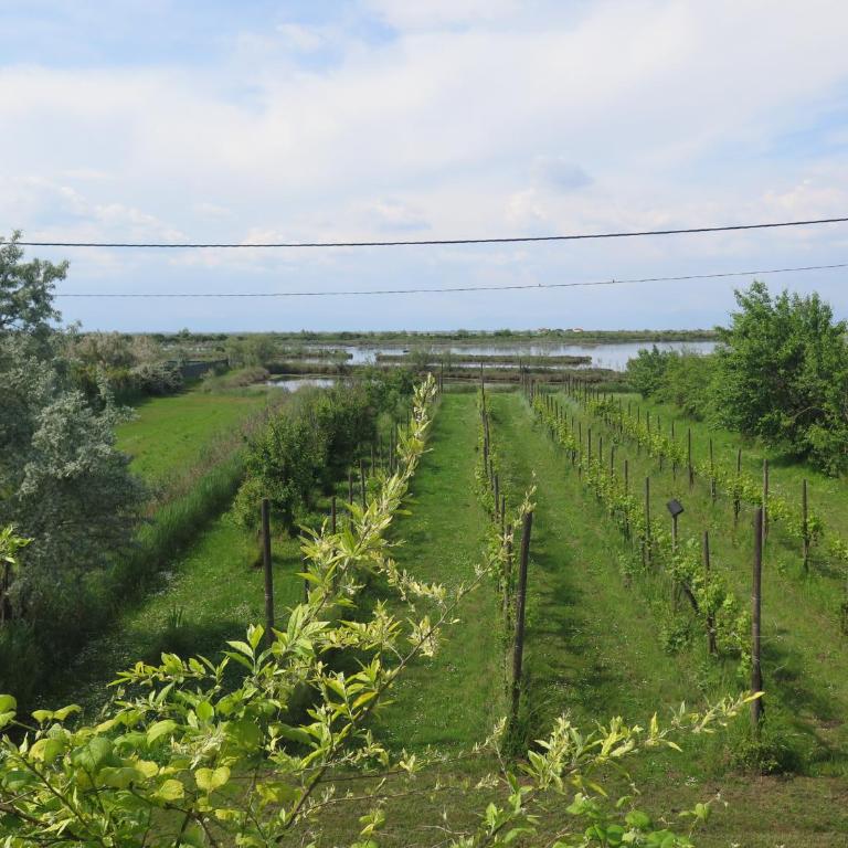 Tenuta Lio Maggiore - Appartamento con 1 Camera da Letto - 3