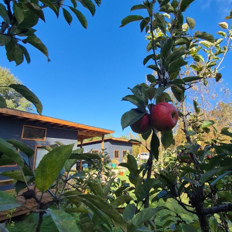 Casa Campo Km4 Panguipulli - Three-Bedroom Apartment - 8