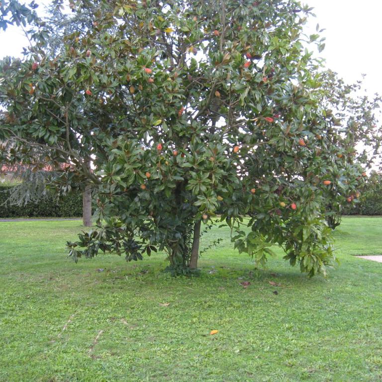 Villa Chiara - Casa Vacanze - 14