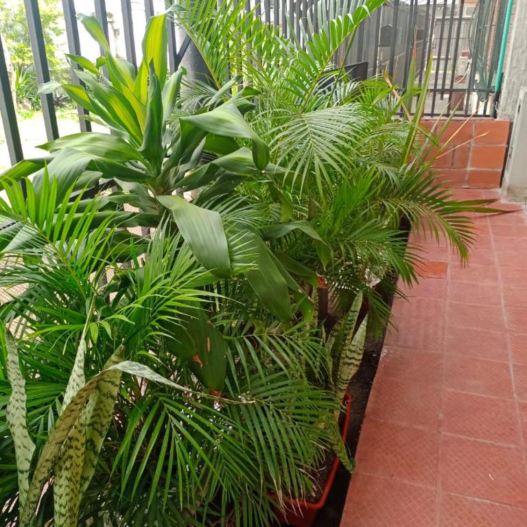 Lindo apartamento - Apartamento de 3 dormitorios - 21