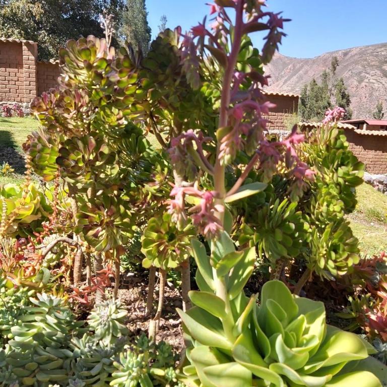 Charming Urubamba Cusco house - Kapuliyuq - Two-Bedroom Chalet - 3