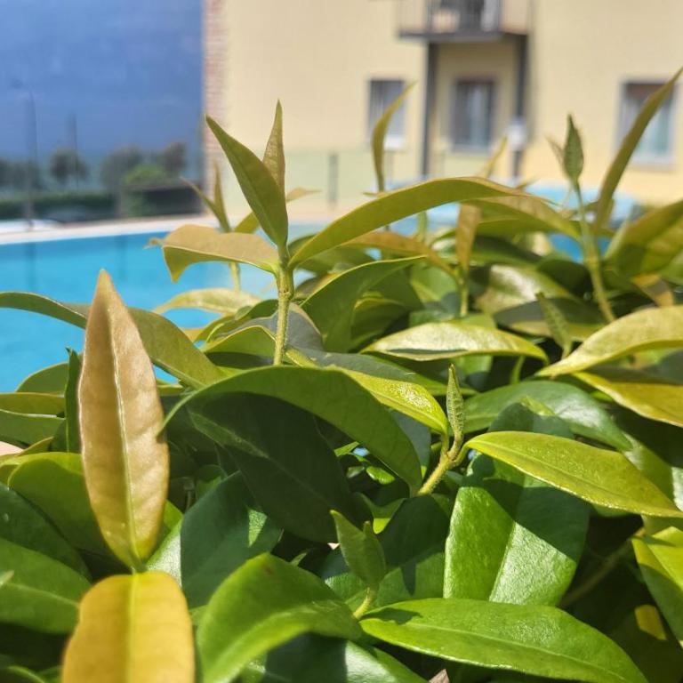 Residence Rosemary - Camera Matrimoniale Budget - 1