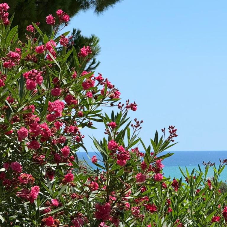 N122 - Numana, villa singola con giardino e vista mare - Apartamento de 3 dormitorios - 20