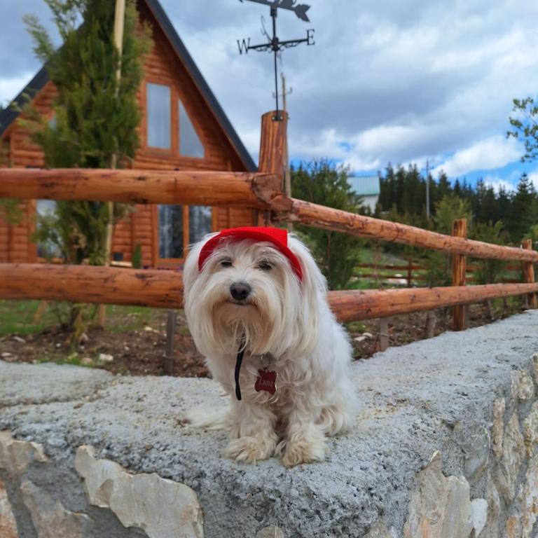 Chalets Montenegrina - One-Bedroom House - 19