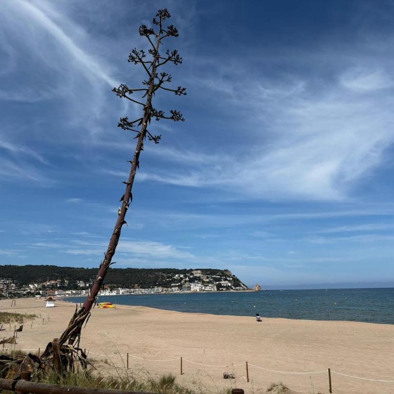 Apartamento Calella 4: Cerca del Mar, Mascotas Bienvenidas - ES-323-80 - Apartment - 25