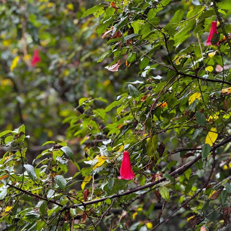 Pichihuape Lodge - Casa con 1 dormitorio - 24