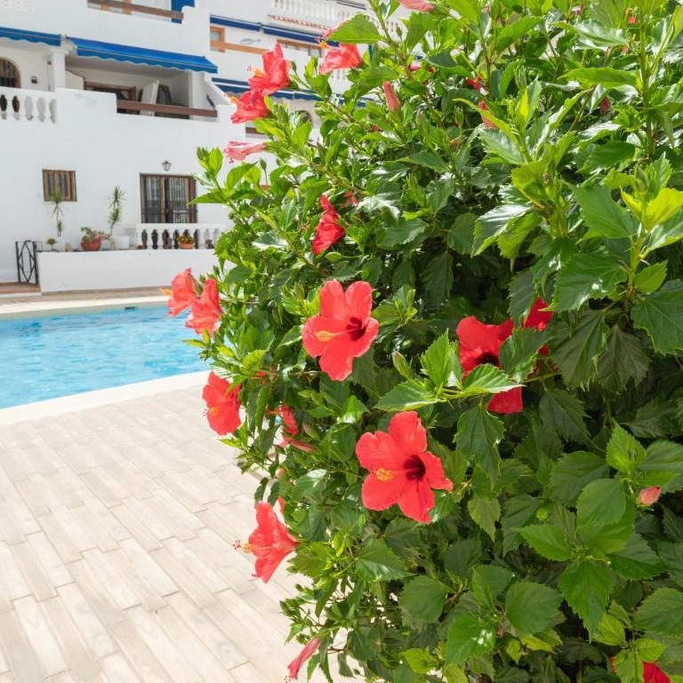 Sunset view, Los Cristianos - Port Royale - Apartamento de 1 dormitorio - 46