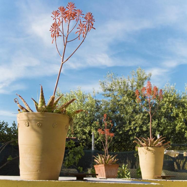 Villa Michela tra Cielo e Mare - Casa Vacanze - 44