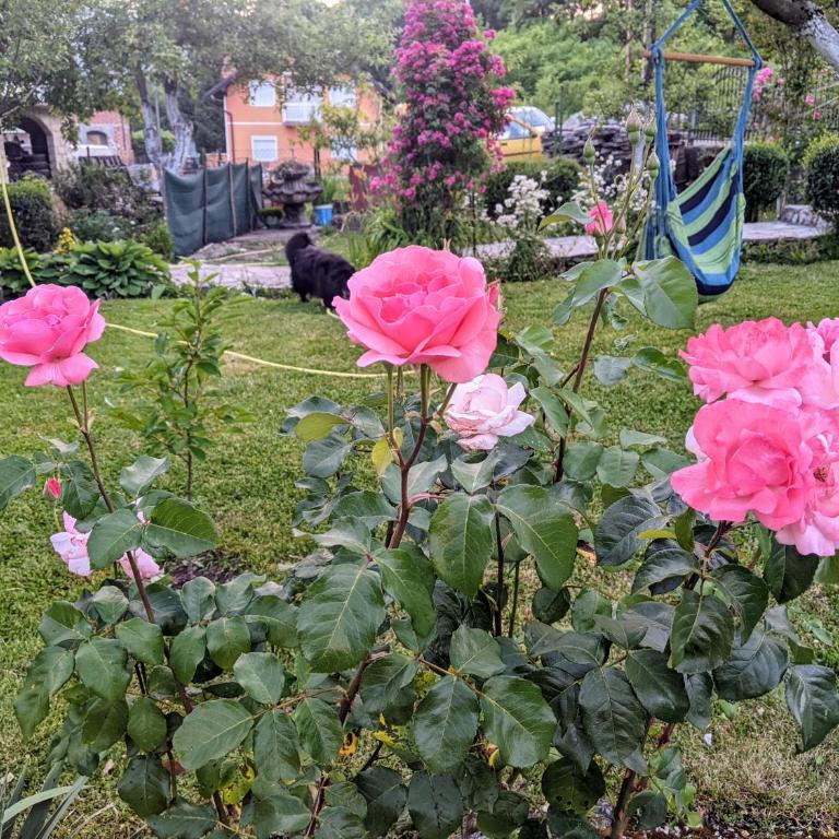 Apartmani Hrastik 1 - Apartment - 53