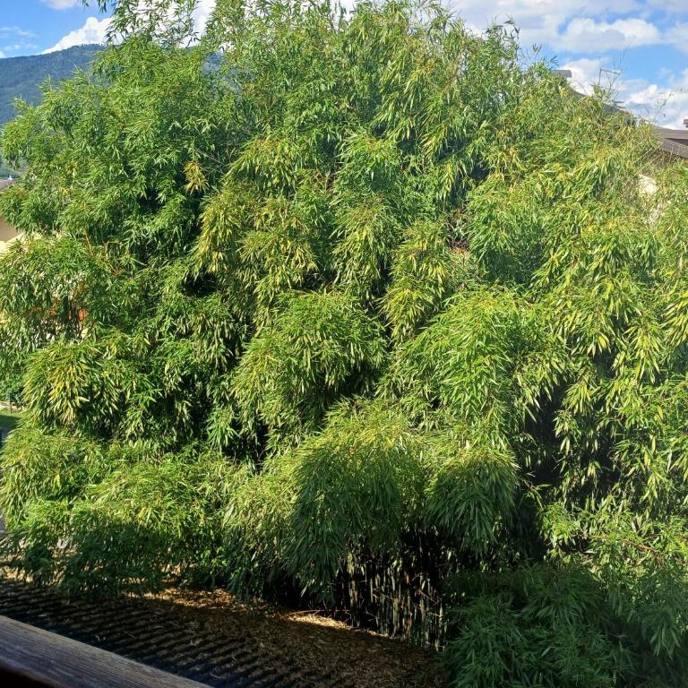 Bambù - Appartamento Familiare con 2 Camere da Letto e Vista - 22