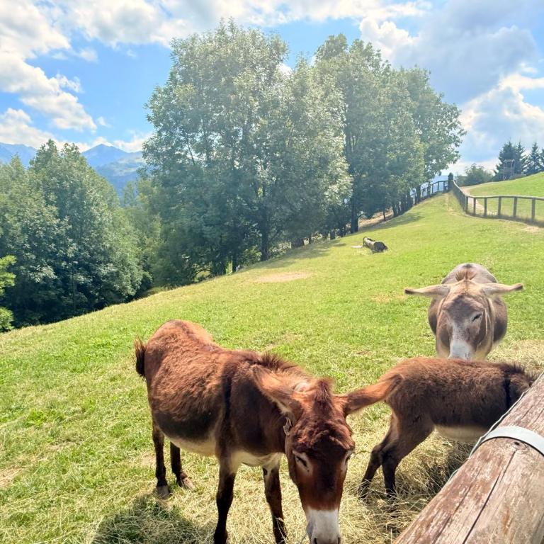 Olimpo Dolomitico - Appartamento con 3 Camere da Letto e Vista Montagna - 19