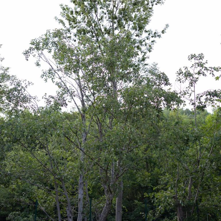 Jankovic Chalet - Superior Koliba - 45