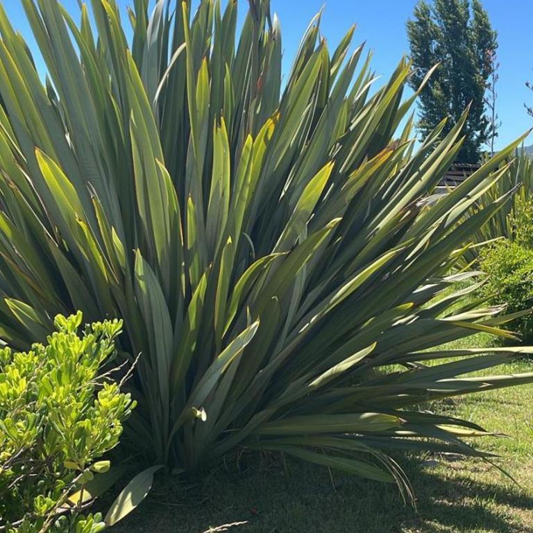 Tiny House con Tinaja Privada- En Reina Margarita - Casa con 1 dormitorio - 12