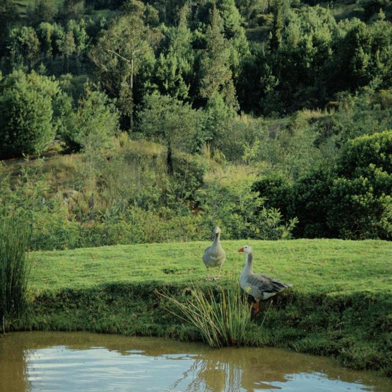 La Dolce Vita, Guatavita - Villa Deluxe - 2