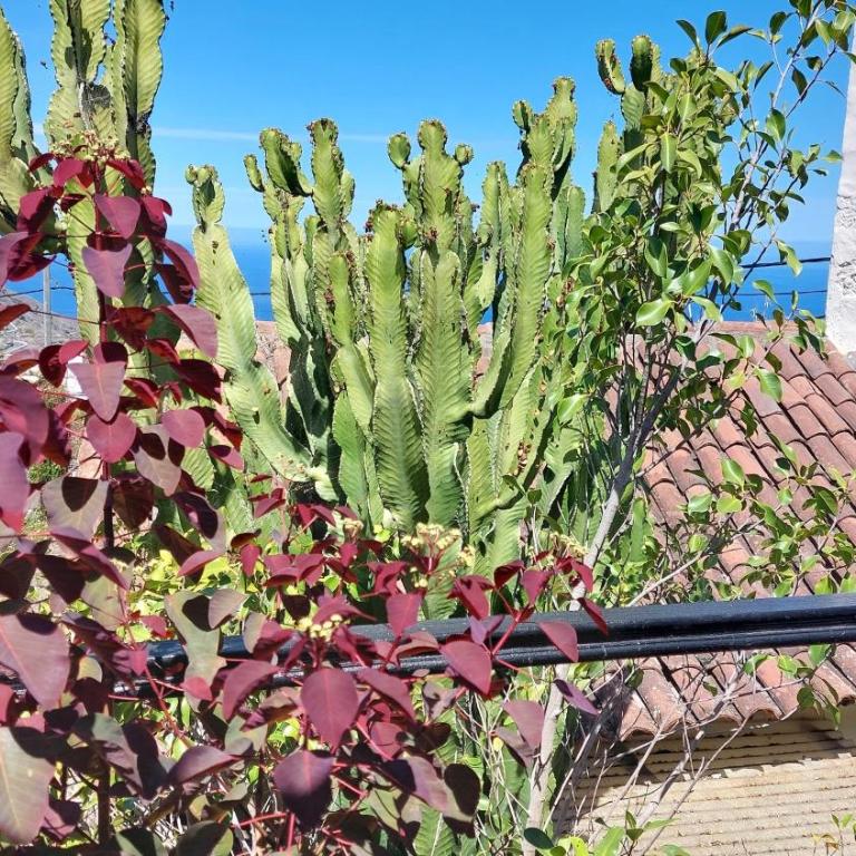 Rustikale Ferienwohnung mit Balkon und Meerblick - Apartamento - 16