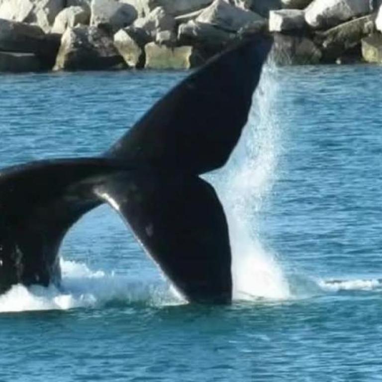 Casa alquiler temporario Necochea - Apartamento de 2 dormitorios - 42