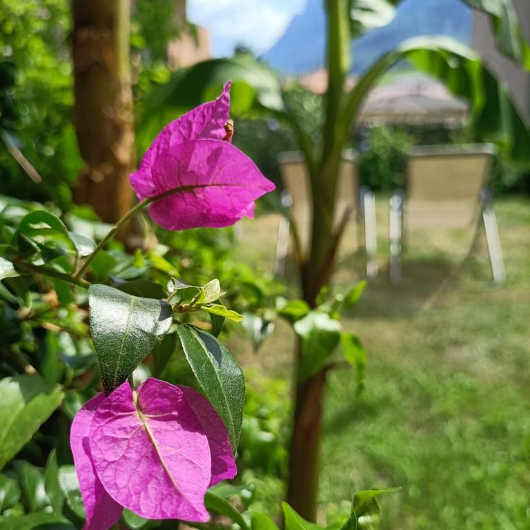 Casa dei Fiori - Appartamento con 2 Camere da Letto e Vista Giardino - 6
