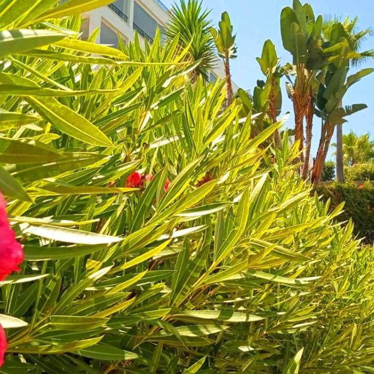 DiCaprio - Sunset Ritual incl I by MovieStar Holidays - Apartamento de 1 dormitorio - 85