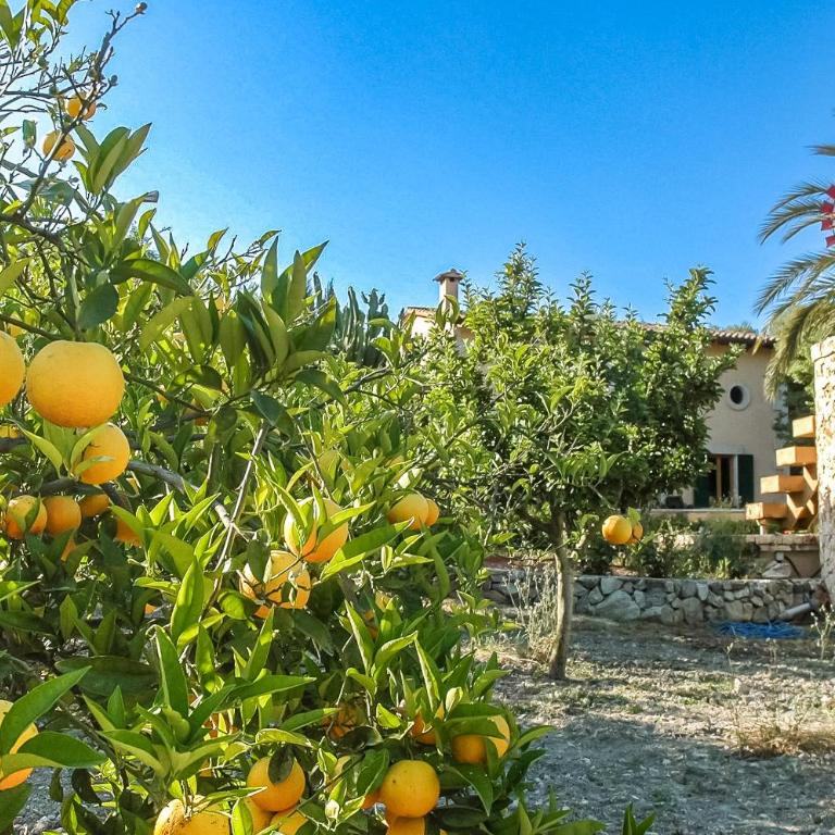 Luxury Villa Es Molinet - Villa de 3 dormitorios - 4