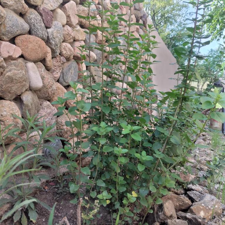 Medio Cielo - Casa con 1 dormitorio - 2