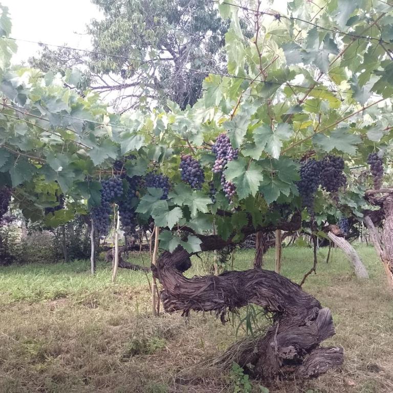 Finca Las Higueras - Chalet de 2 dormitorios - 33