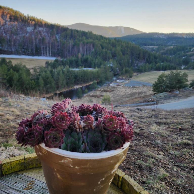 Duka - Brvnara sa 1 Spavaćom Sobom - 2