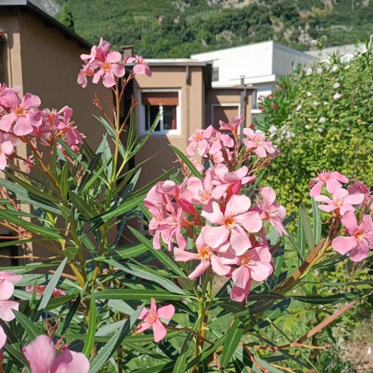 Casa dei Fiori - Appartamento con 2 Camere da Letto e Balcone - 10