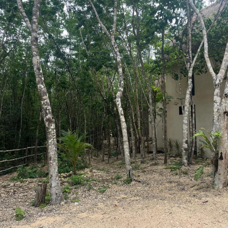 Sak lool Tulum - Casa de campo - 3