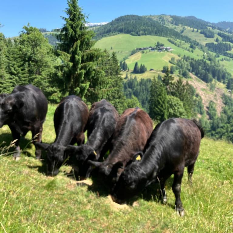 Riedlfeld Chalet - Chalet - 23