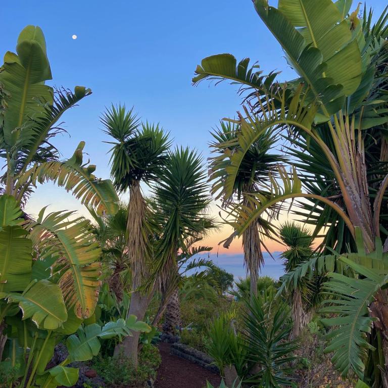 Finca Tenerife - Authentisches kanarisches Haus mit Traumblick, tropischem Garten und Sauna - One-Bedroom House - 17