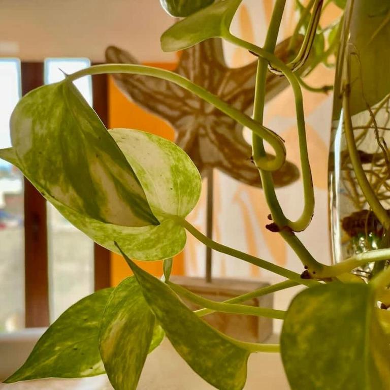 Espectacular Apartam Tropical en Centro Historico - Apartamento - 34