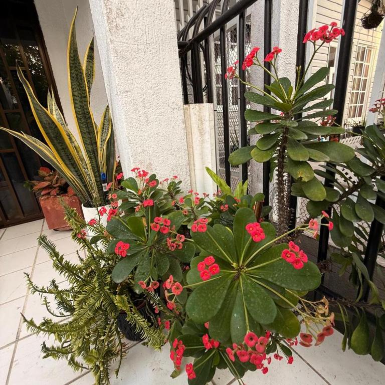 Apartamento Opaa - Apartamento - 6