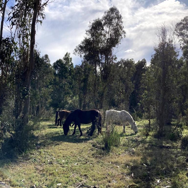 Cabaña, MonteAlto - Casa con 1 dormitorio - 9