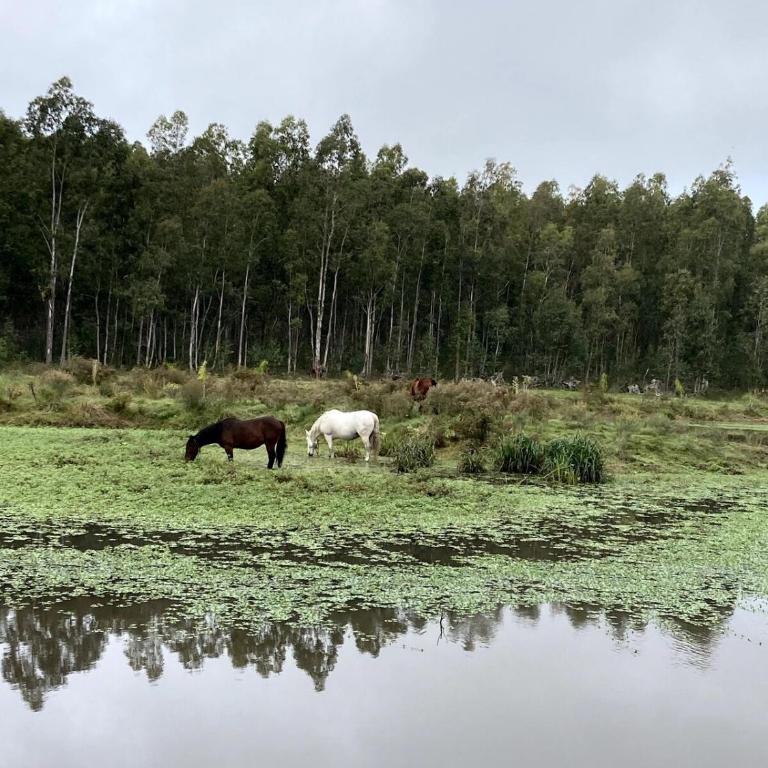 Cabaña, MonteAlto - Casa con 1 dormitorio - 18