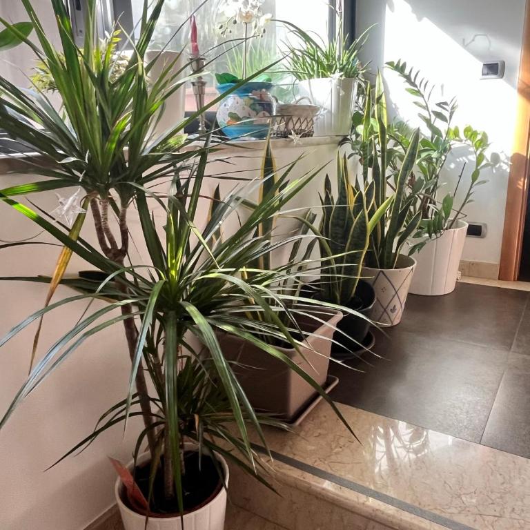 "La casa di Luna city center Catania" - Appartamento con 1 Camera da Letto - 4