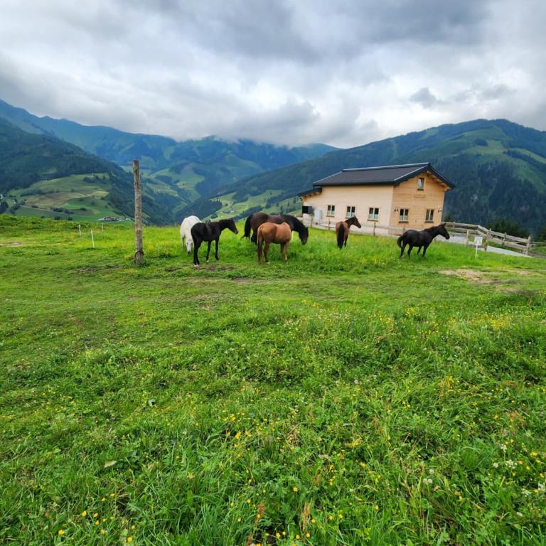 Lipphütte - Apartment mit Bad - 4