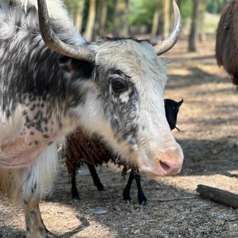 Domaine de la JASSO, Demeure de grand luxe au pied de la Cité de Carcassonne, piscines et parc animalier - Ferienhaus - 20