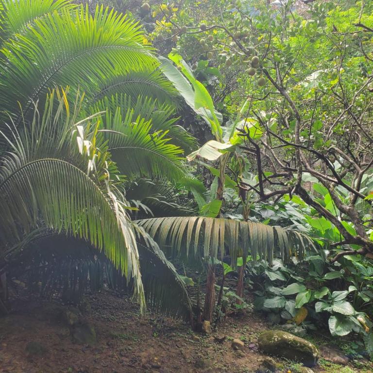 MAYU PATANPI Amazon Lodges - Deluxe Bungalow - 36