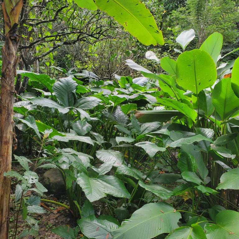 MAYU PATANPI Amazon Lodges - Deluxe Bungalow - 38