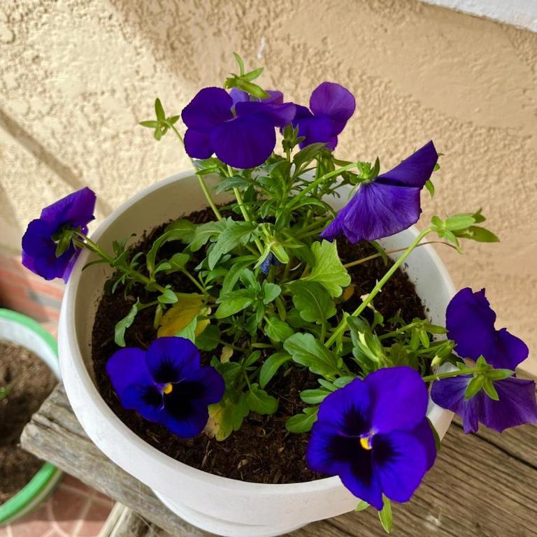 Casa de campo - Flor del valle - Two-Bedroom House - 3