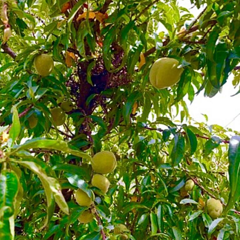 Casa de campo - Flor del valle - Two-Bedroom House - 5